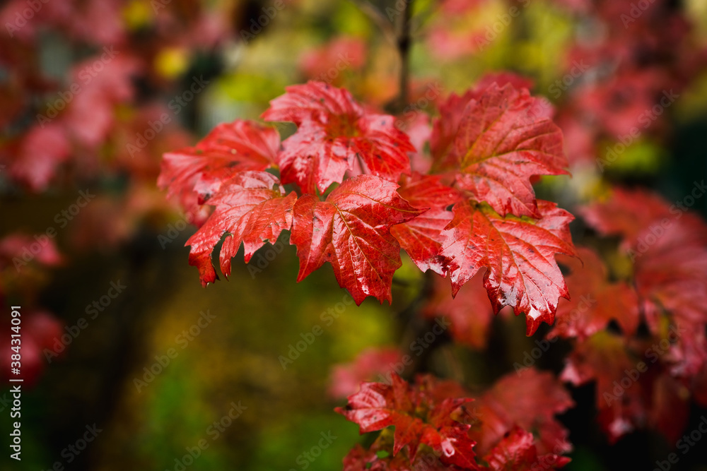 Viburnum branches with few colorful leaves in end of fall. Selective focus. Shallow depth of field. Viburnum branches with few colorful leaves in end of fall. Selective focus. Shallow depth of field.