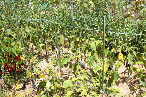 都会の農園の野菜 photo