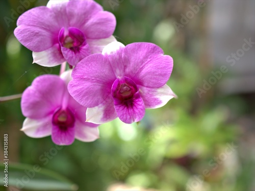 Closeup macro petals purple cooktown orchid  Dendrobium bigibbum orchid flower plants and soft focus on sweet pink blurred background  sweet color for card design