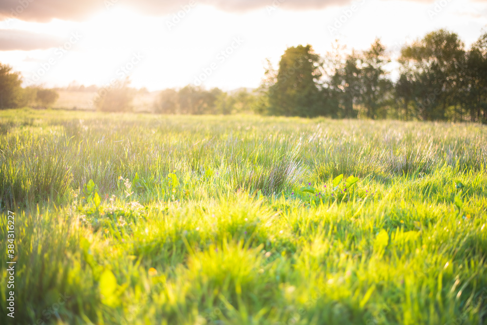 Warm sunny morning on a meadow Warm sunny morning on a meadow