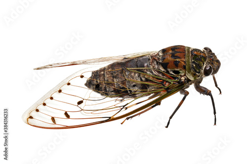 Cicada, Giant cicada isolated on white background © Dewins