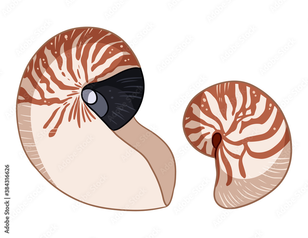 Nautilus shells colorful doodles isolated on white background vector illustration. Hand drawn sea shell images Nautilus shells colorful doodles isolated on white background vector illustration. Hand drawn sea shell images