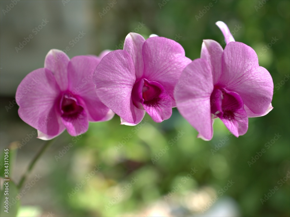 Closeup macro petals purple cooktown orchid ,Dendrobium bigibbum pink orchid flower plants and soft focus on sweet pink blurred background, sweet color for card design Closeup macro petals purple cooktown orchid ,Dendrobium bigibbum pink orchid flower plants and soft focus on sweet pink blurred background, sweet color for card design