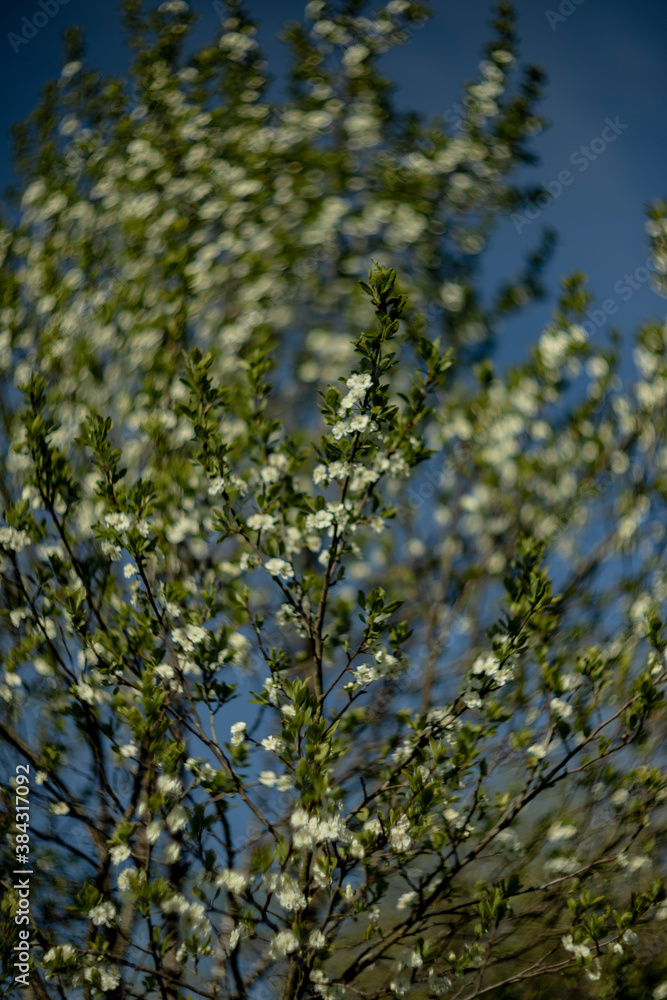 blooming wild bird cherry in the garden in spring blooming wild bird cherry in the garden in spring