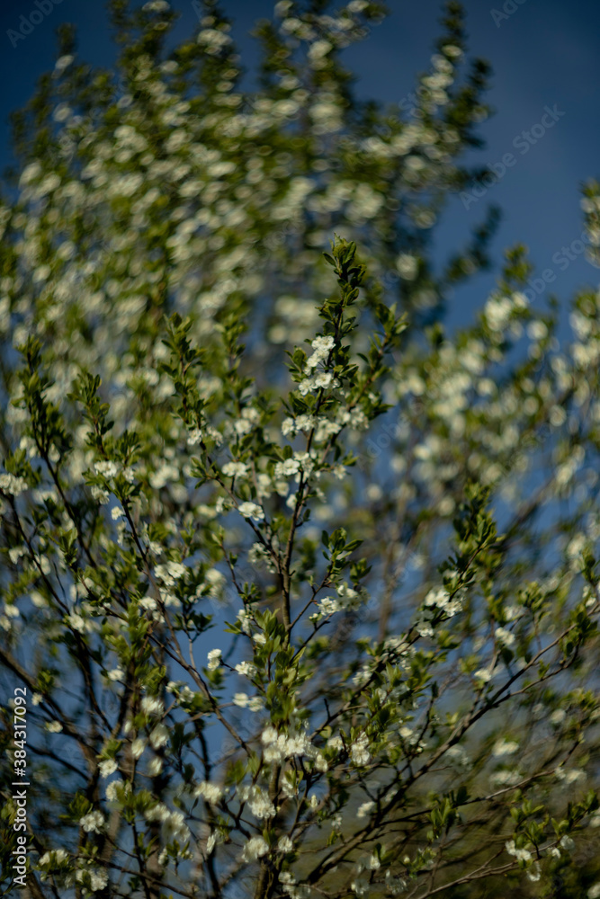 blooming wild bird cherry in the garden in spring