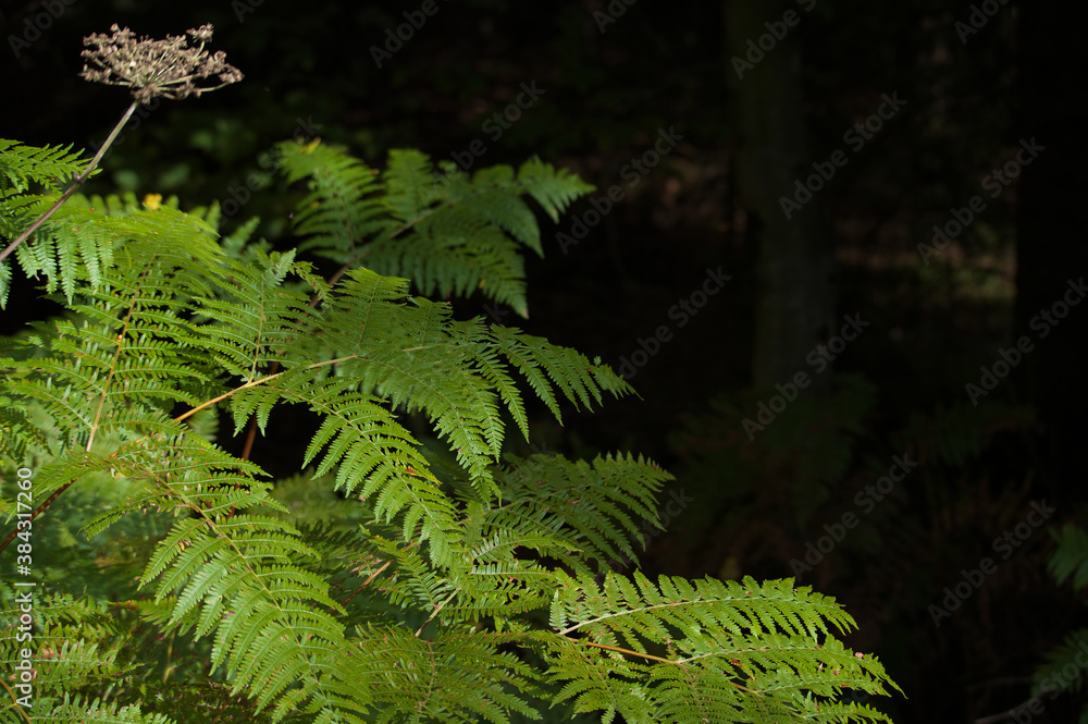 Der Schwarzwald! Der Schwarzwald!