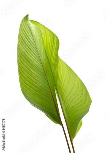 Calathea foliage  Exotic tropical leaf  isolated on white background with clipping path