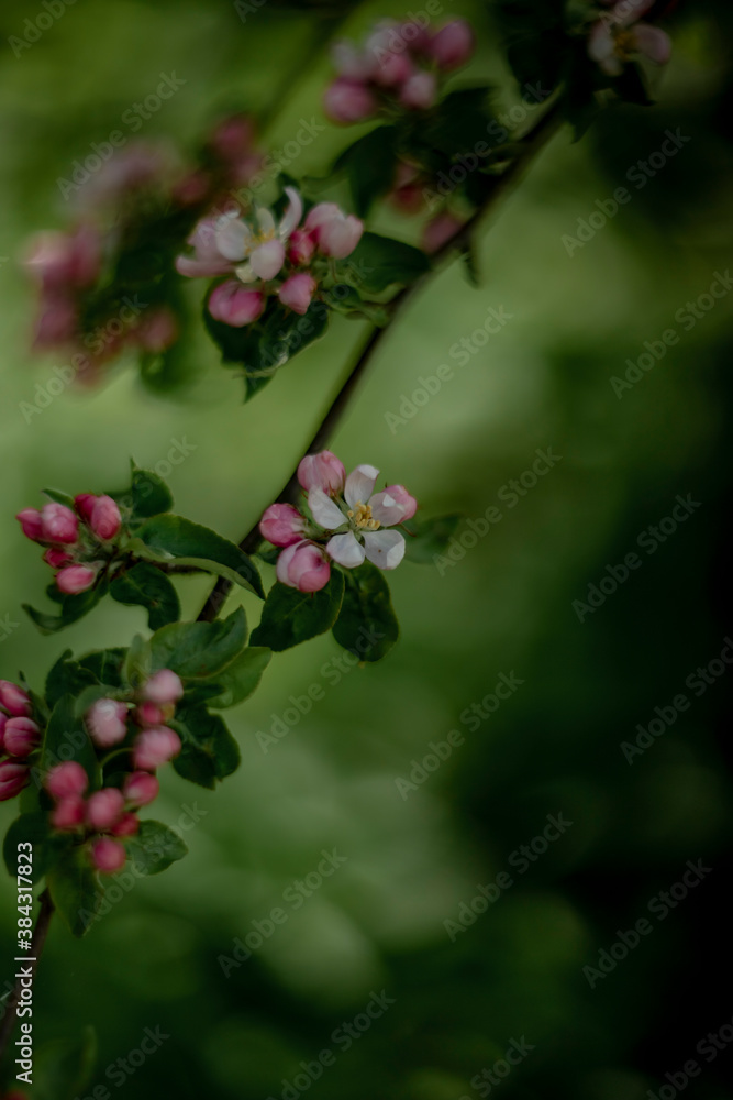 blooming wild apple tree in spring blooming wild apple tree in spring
