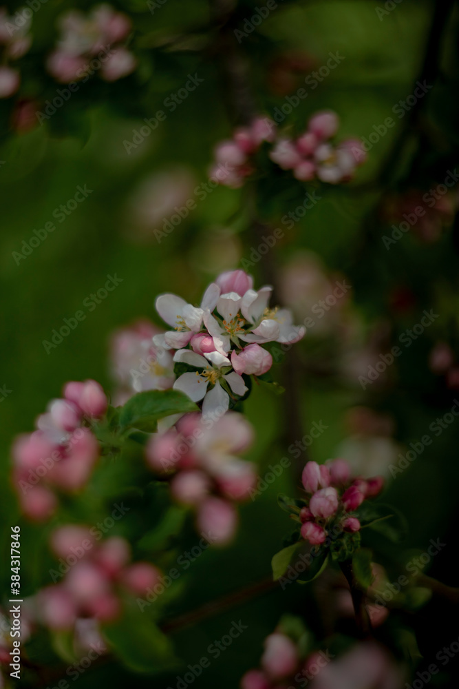 blooming wild apple tree in spring blooming wild apple tree in spring