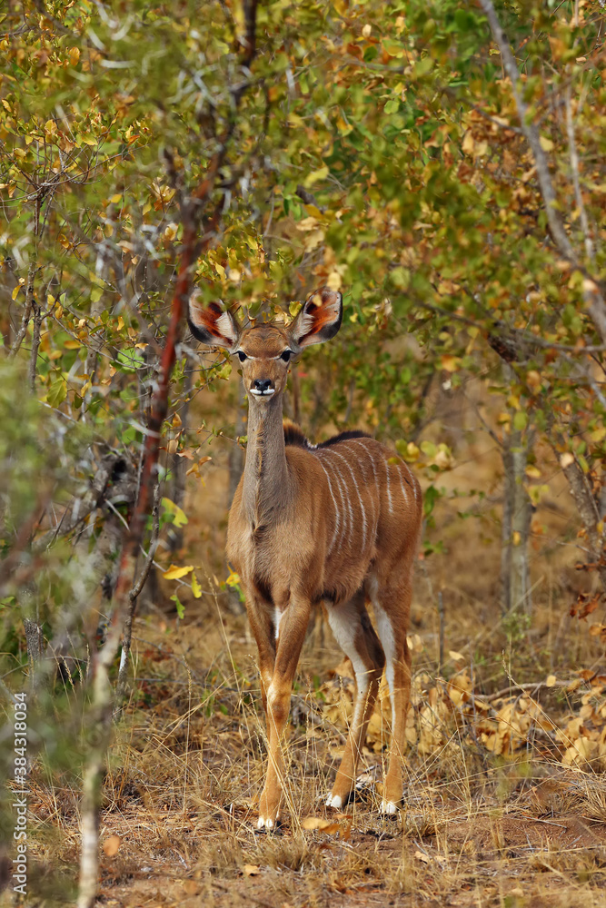 The greater kudu (Tragelaphus strepsiceros), a young individual in the autumn bush. A large African antelope in the autumn colors of a dense bush. The greater kudu (Tragelaphus strepsiceros), a young individual in the autumn bush. A large African antelope in the autumn colors of a dense bush.