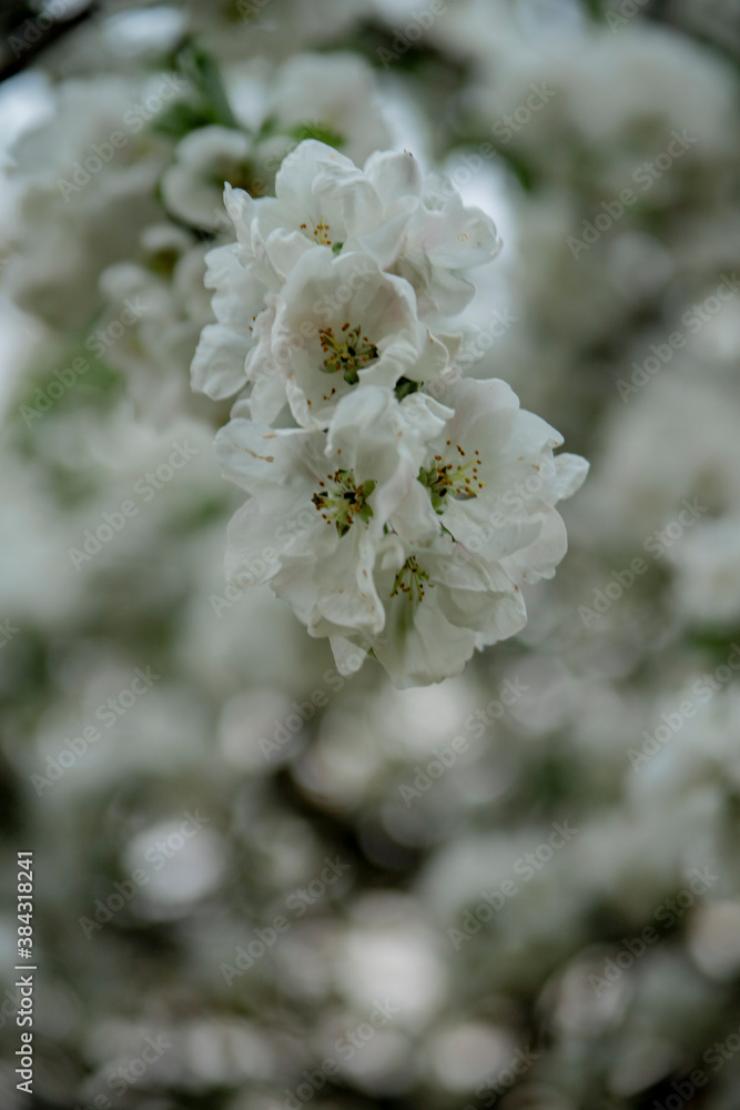 Blooming apple tree in the garden in spring. Evening shooting sunset