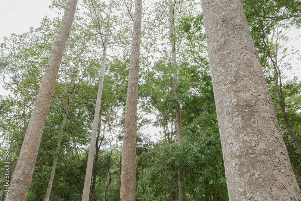 Fototapeta premium Dipterocarpus or Yang Na in the forest