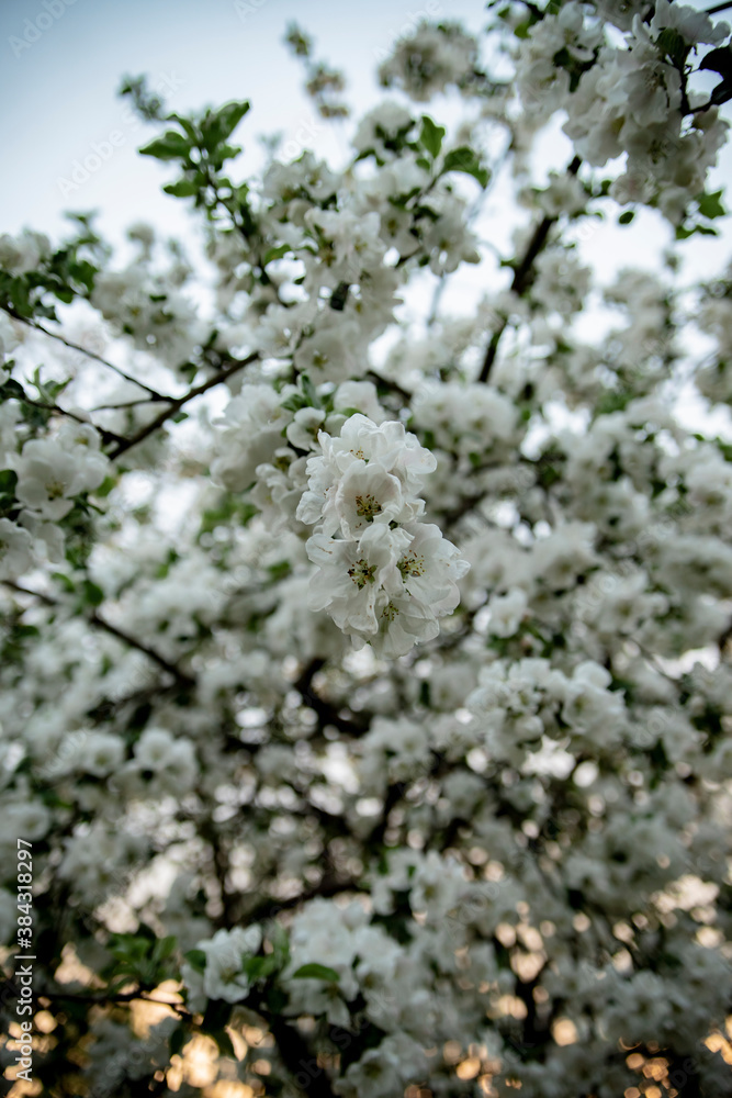 Blooming apple tree in the garden in spring. Evening shooting sunset Blooming apple tree in the garden in spring. Evening shooting sunset