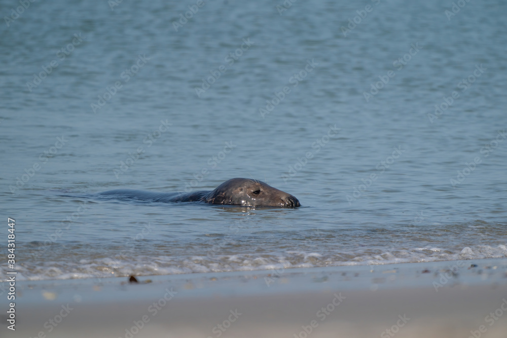 One Grey Seal, Halichoerus grypus. Swimming in the sea with head above water One Grey Seal, Halichoerus grypus. Swimming in the sea with head above water