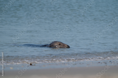 One Grey Seal, Halichoerus grypus. Swimming in the sea with head above water