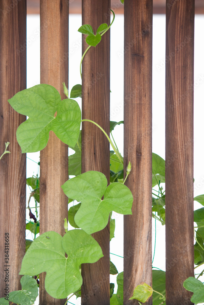 格子戸と植物のつる 格子戸と植物のつる