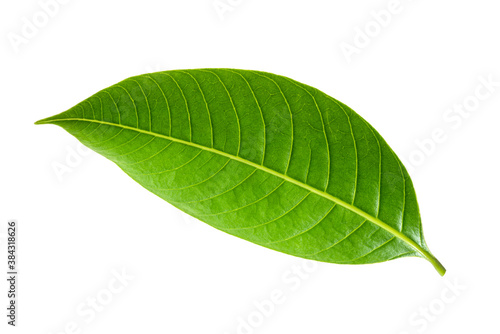 Green leaves  Small green foliage on twig  isolated on white background with clipping path