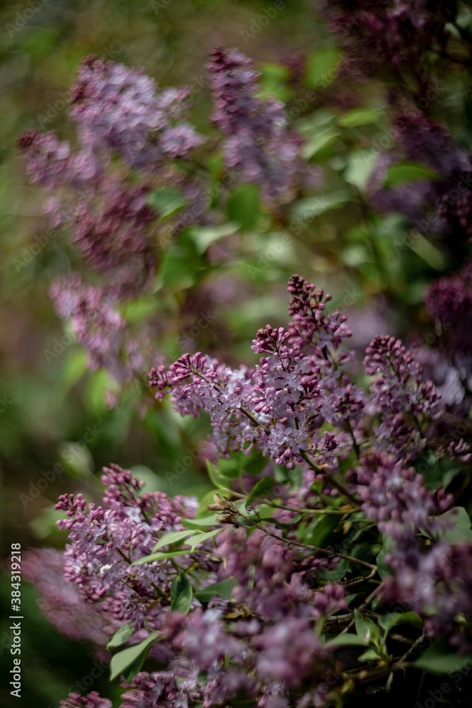 Obraz premium blooming wild lilac in spring in the garden