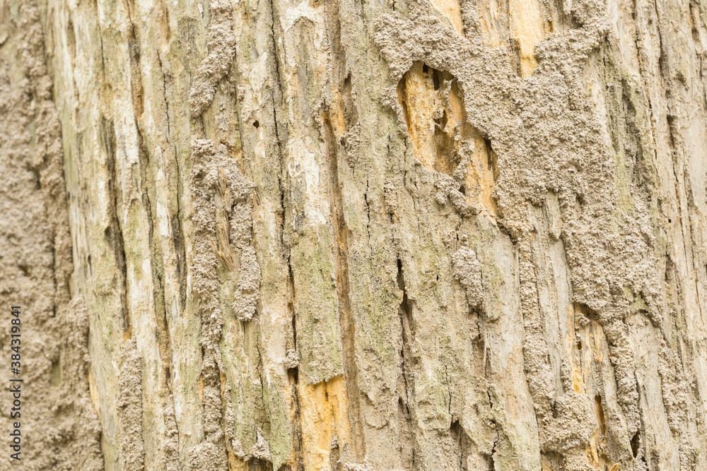 Obraz premium Teak tree bark texture fine quality wood 