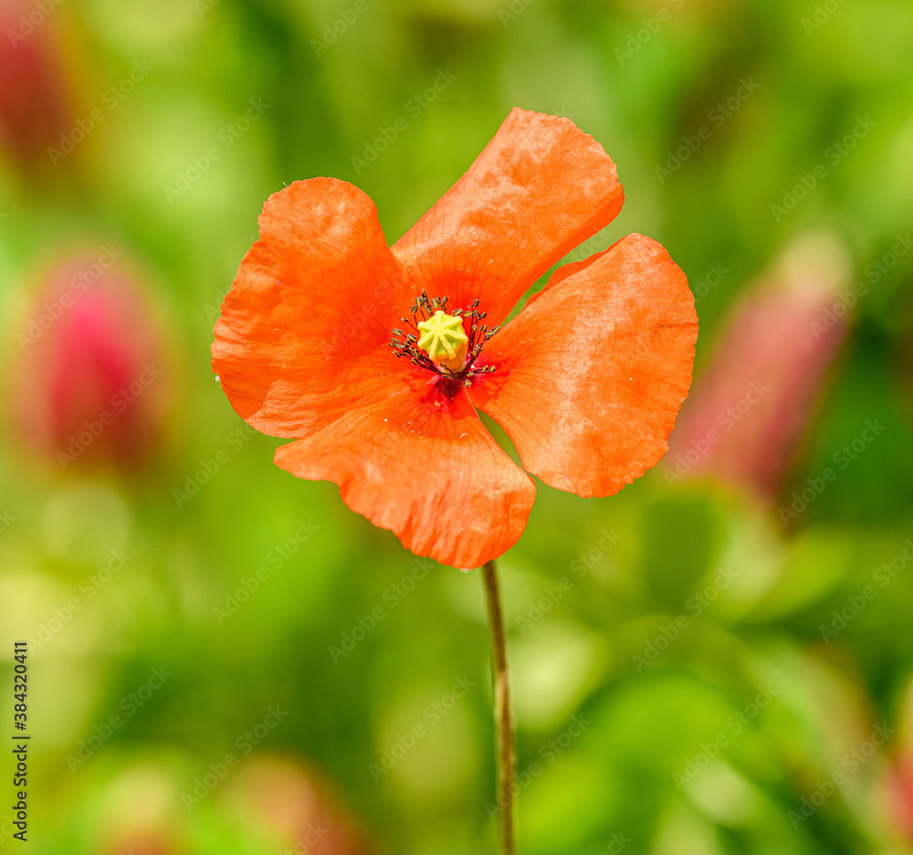 red flower of field poppy (Papaver rhoeas) red flower of field poppy (Papaver rhoeas)