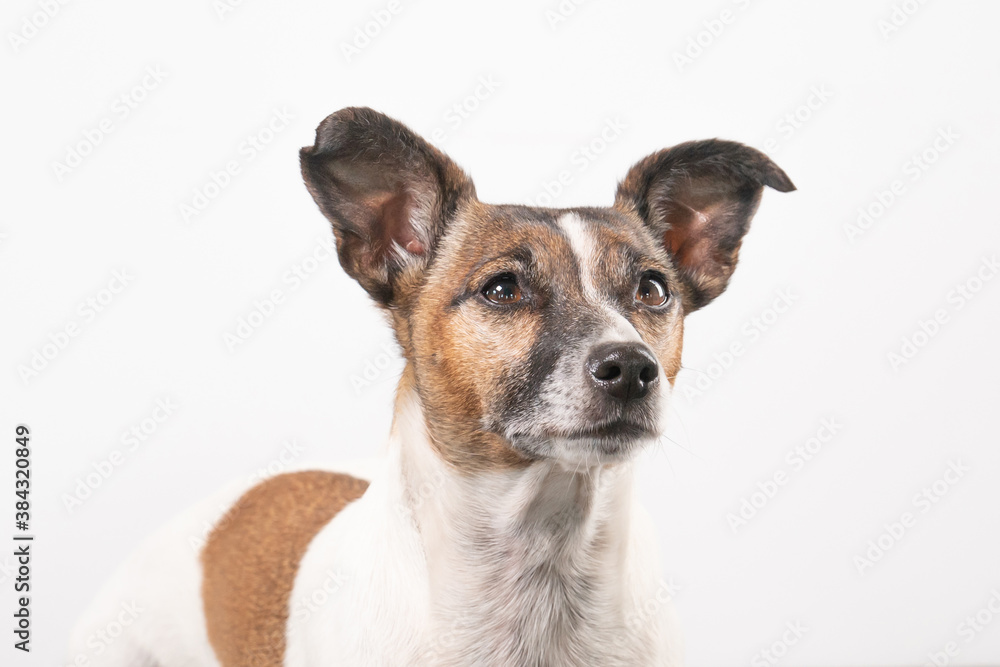 Brown and white older Jack Russell Terrier on a white background, head only