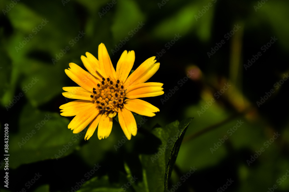 Singapore daisy flower in focus with green leaves all around it. Yellow flowers Singapore daisy flower in focus with green leaves all around it. Yellow flowers