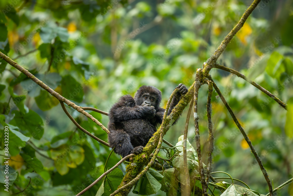 Portrait of a baby mountain gorilla (Gorilla beringei beringei), Bwindi Impenetrable Forest National Park, Uganda.
Portrait of a baby mountain gorilla (Gorilla beringei beringei), Bwindi Impenetrable Forest National Park, Uganda.