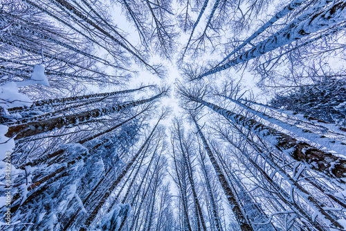 Walking in a Snow Forest  Squak Mountain Fireplace Trail  Washington