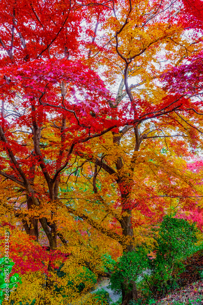 金毘羅さんの裏参道を見下ろすカラフルな紅葉