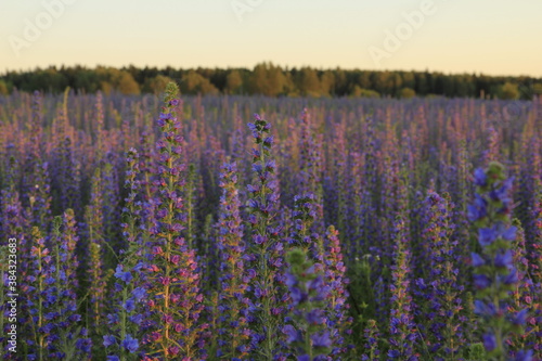 Flower filed in countryside at sunset