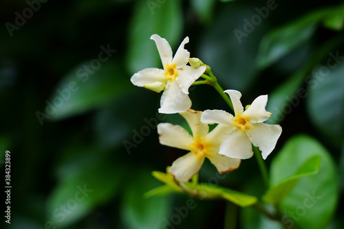 Fototapeta Naklejka Na Ścianę i Meble -  テイカカズラの芳香がある白い花が咲く