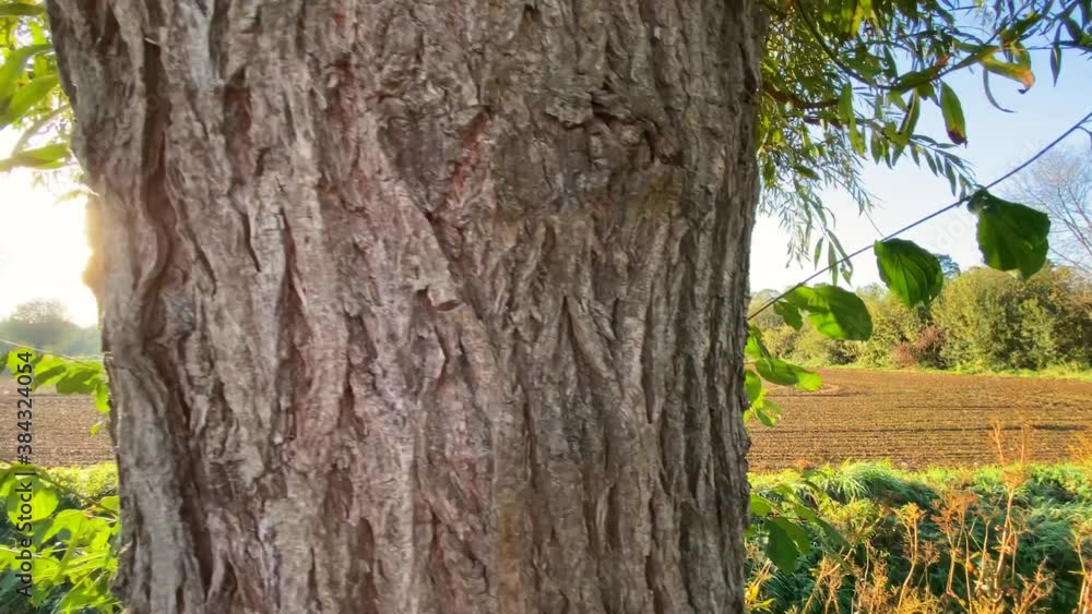 Sonnenschimmer zwischen Bäumen in der Natur Sonnenschimmer zwischen Bäumen in der Natur