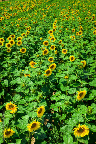 Aerial view of sunflower field in summer in Poland