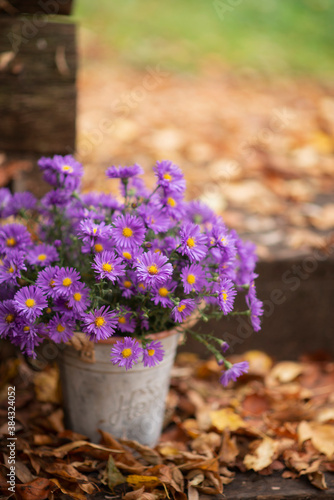 Autumn still life. A bouquet of blue chrysanthemums in yellow leaves.