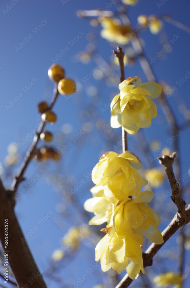 Light Yellow Flowers of Wintersweet in Full Bloom
Light Yellow Flowers of Wintersweet in Full Bloom