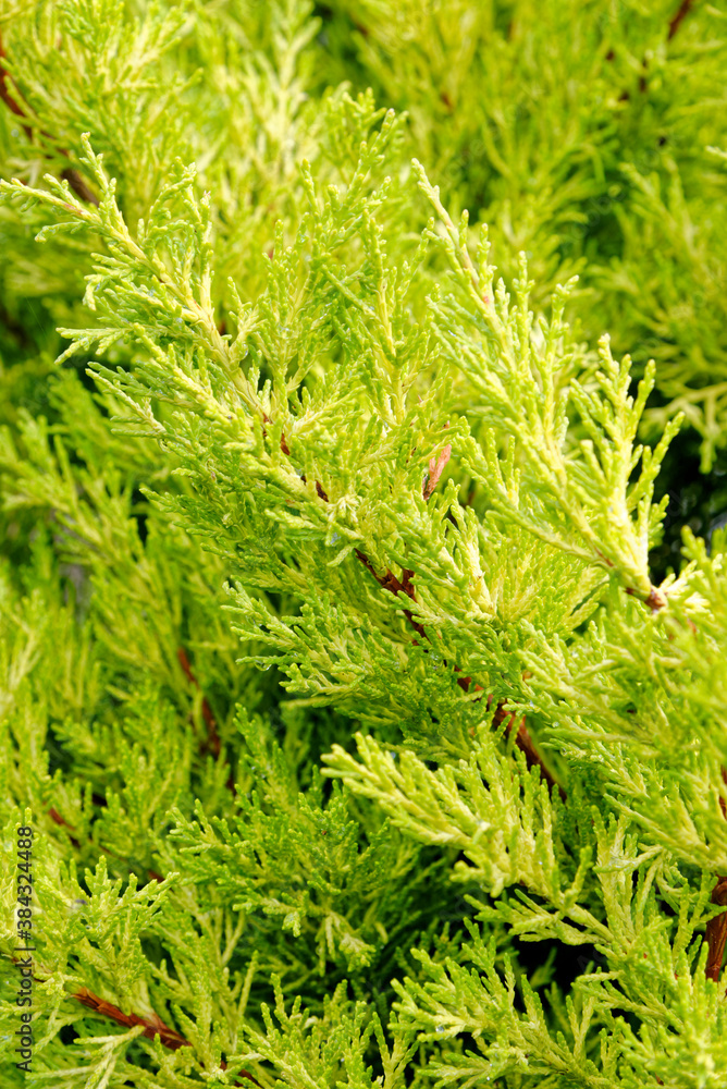 Pine fir tree needles as green background Pine fir tree needles as green background