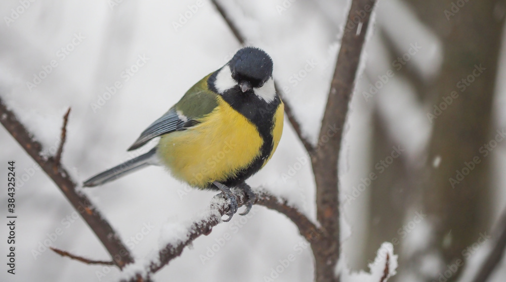 tit on the branch. winter