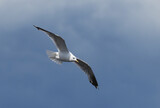 bird seagull flying in the sky
