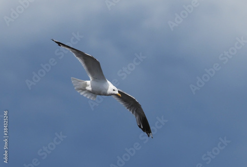 bird seagull flying in the sky © enskanto