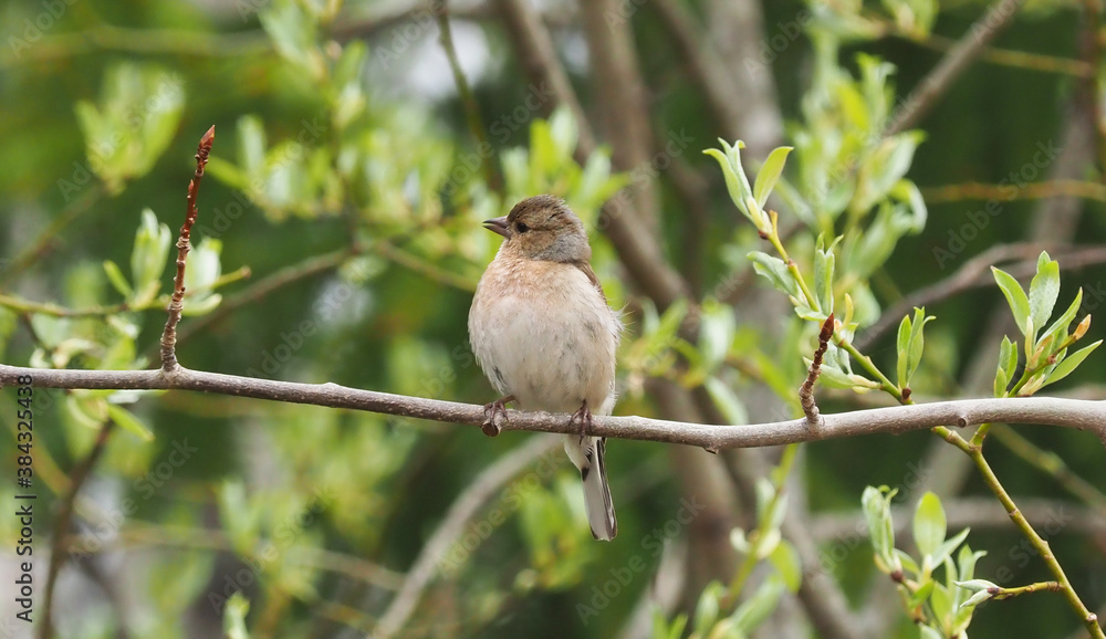 Obraz premium finch on tree branches in forest