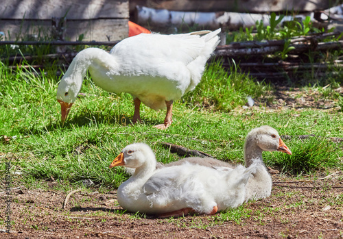 domestic geese are resting in the grass
