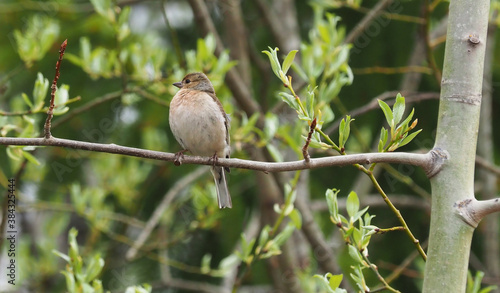 finch on tree branches in forest