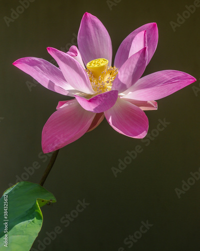 Closeup view of bright pink lotus flower nelumbo nucifera blooming outdoors in sunlight on dark background