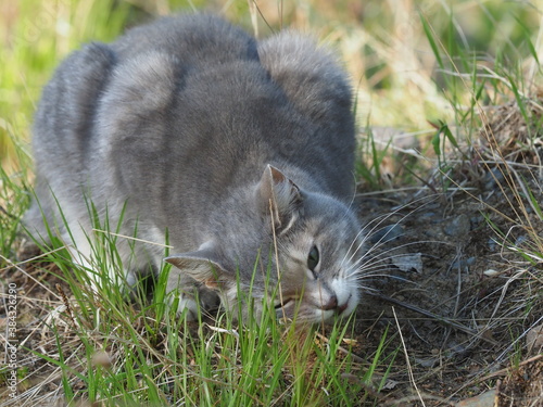 gray fluffy cat in the forest