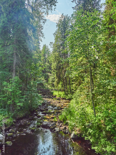 river in the forest. Spring