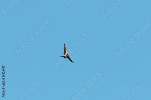 swallow in flight against a blue sky