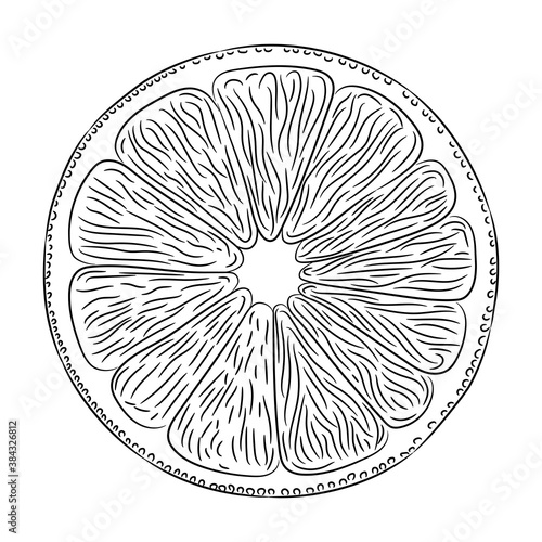 Cut the lemon pith of citrus fruit sketch from the contour black brush lines different thickness on white background. Vector illustration.