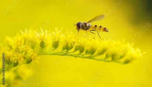 Obraz na plátně fly on a golden rod