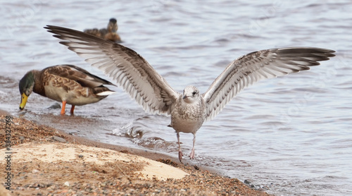 seagull on the river bank. summer © enskanto
