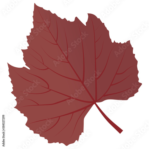 
Red maple leaf is a autumn leaf  with the broad leafy structure 
